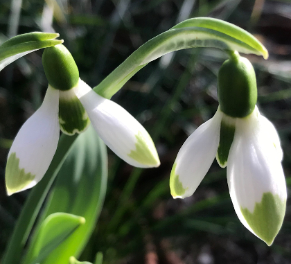 Galanthus 'Green Brush'